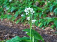 Einzel stehende Bärlauch Blütengruppe
